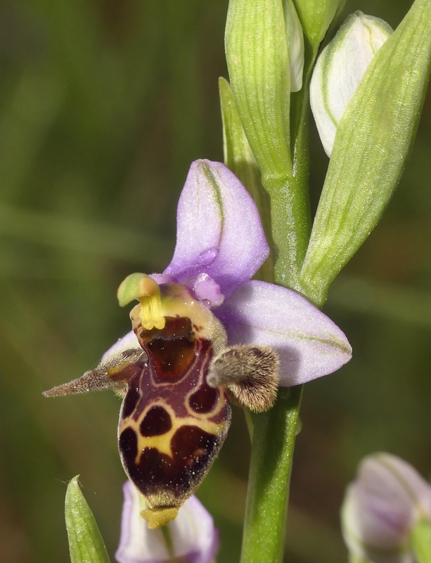 Ophrys tardive e altre orchidee in Epiro - Grecia settentrionale  22_30 maggio 2024.